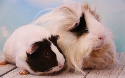 How To Breed Guinea Pigs For Profit