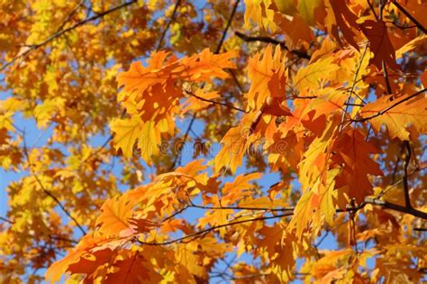 Autumn Bright Yellow Orange Oak Tree Leaves With Blue Sky Stock Image
