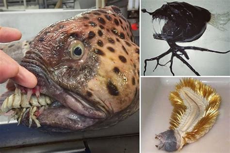 A Fisherman Has Revealed A Bizarre Array Of Weird Sea Creatures Which