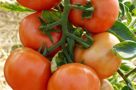 Marglobe Supreme Tomato Seeds Qty 25 Determinate Heirloom