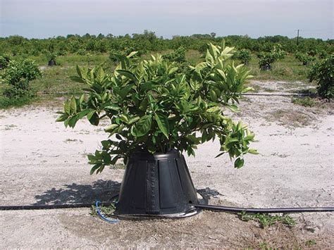 The first step to preventing frost damage is to select a variety of tree that is cold hardy and has the correct chill hours for your climate. Evaluation of Tree T-PEEs for Freeze Protection in Young ...