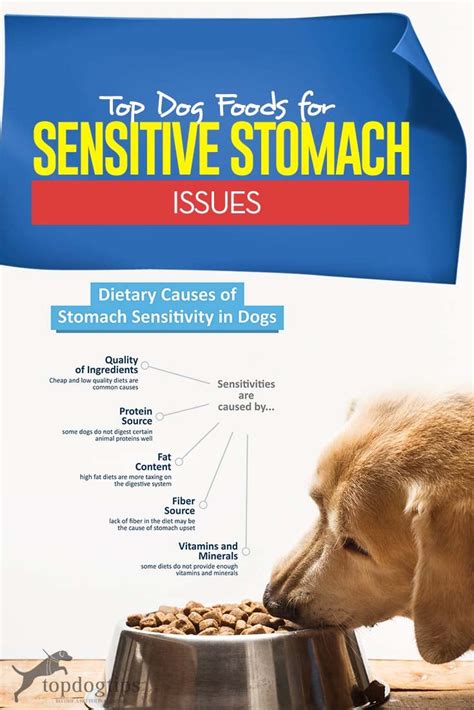 The Best Dog Food For Dogs With Sensitive Stomachs 2019 Update