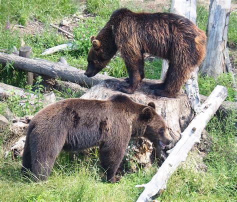 Eurasian Brown Bears Ursus Arctos Arctos 2022 06 28 Zoochat