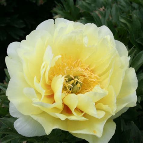 The flower can also be used to create beautiful centerpieces and arrangements. 29 Gorgeous Peonies - Sunset Magazine