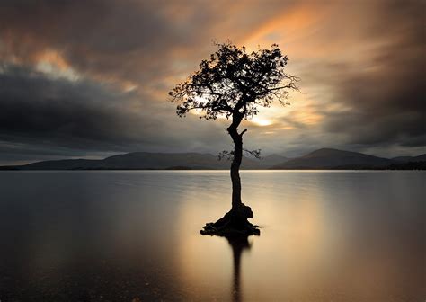 Lone Tree Scottish Landscape Photography By Grant