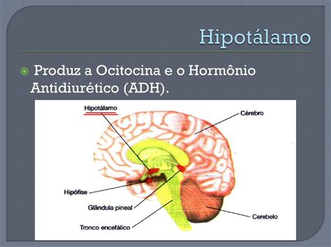 Adh é Produzido Onde