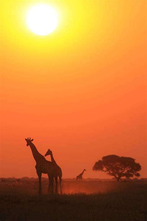 Giraffe Sunset Beautiful Nature African Wildlife Africa Sunset