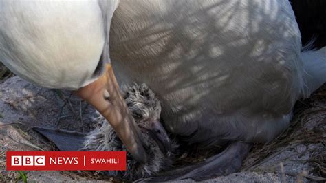 Ndege Mzee Zaidi Duniani Wisdom Apata Kinda Akiwa Na Miaka 70 Bbc News Swahili