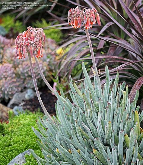 Find cotyledon orbiculata variegated from a vast selection of plants & seedlings. cotyledon orbiculata flanaganii - pigs ear | Succulents ...
