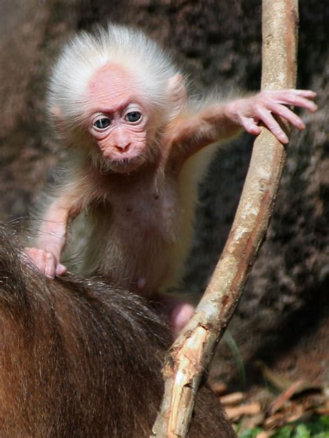 SEE: Baby macaque monkey bears striking resemblance to Albert Einstein - New York Daily News