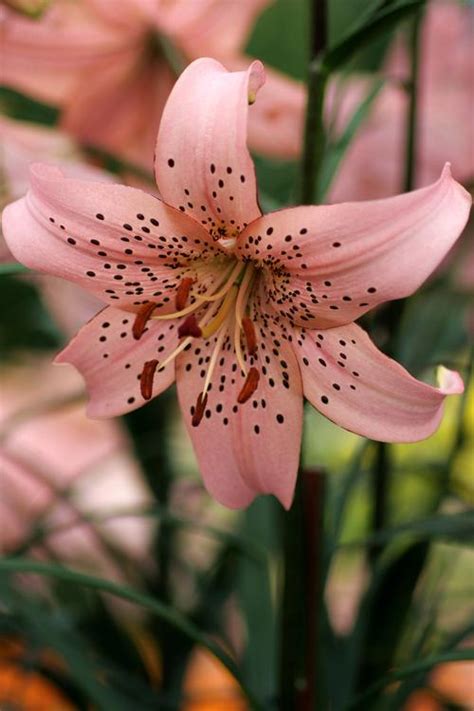 tall garden lilium tiger lily pink from growing colors