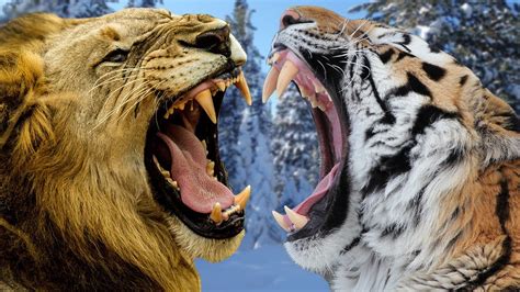 African Lion Vs Siberian Tiger Which Is Stronger Youtube