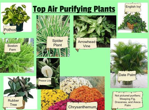 Best Air Cleaning Plants That Help You To Keep Indoor Air Fresh As