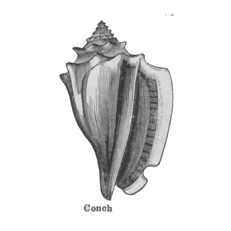 Lord Of The Flies Reflection Symbols The Conch