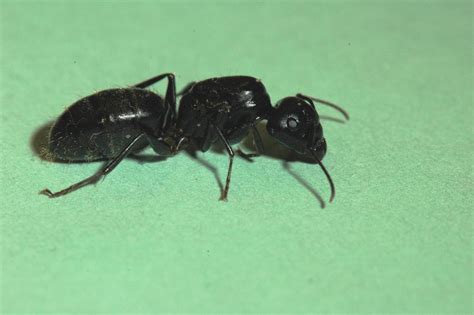 Black Carpenter Ant In House Mice