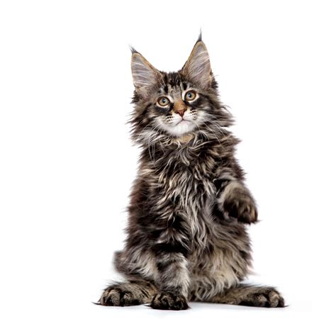 Maine Coon Cat Breed Information Maine Coon Cat Characteristics