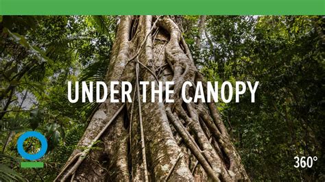 Find your under the canopy coupon code on this page and click the button to view the code. Under The Canopy (360 video) | Conservation International ...
