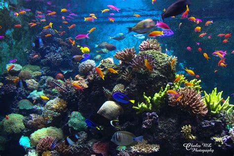 Aquatic Habitat By Charles Nicholas Lim On 500px Ocean Habitat