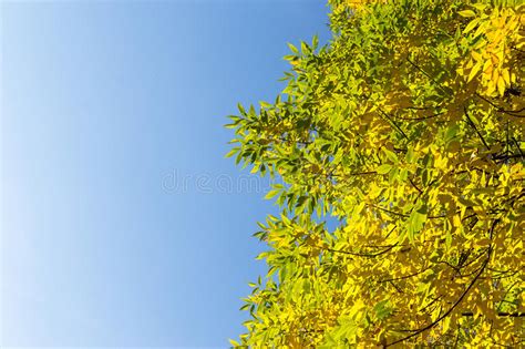 Autumnal Trees And Blue Sky Stock Photo Image Of Park Weather 61160054