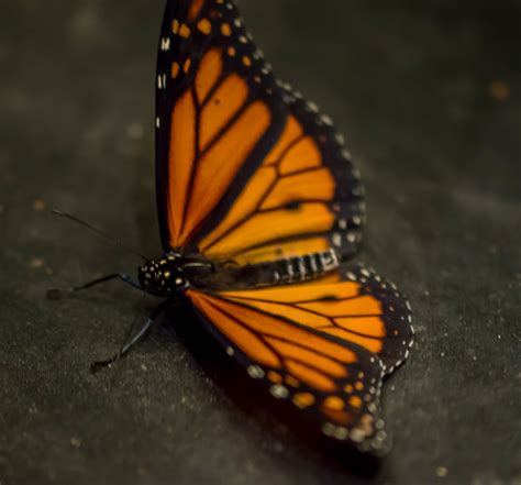 monarch butterfly the monarch butterfly or simply monarch … flickr