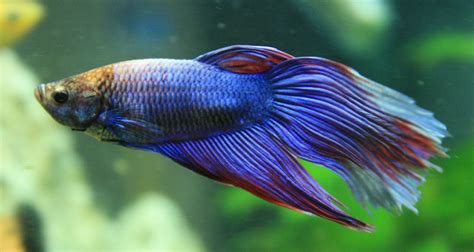 6,517 likes · 24 talking about this. Betta Fish - Information, Care & Community | Bettafish.org