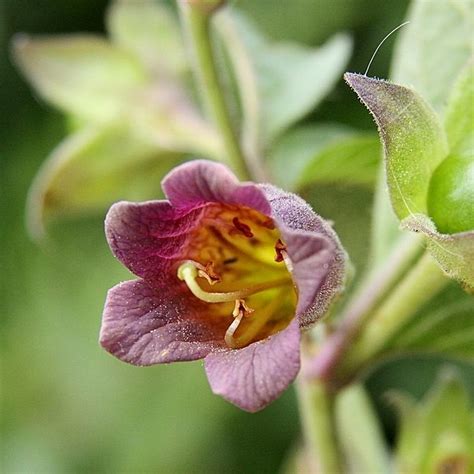 Delivery to launceston and surrounding areas. Belladonna Flower Essence - Bane Folk