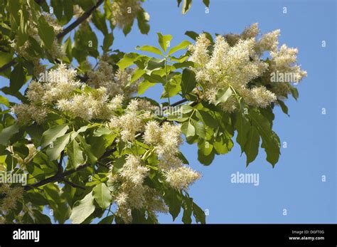 Manna Ash Or Flowering Ash Fraxinus Ornus Stock Photo Alamy