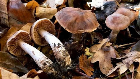 Weird And Wonderful Fungi Kew