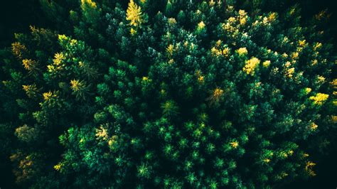 Drone Forest Wallpapers Top Free Drone Forest Backgrounds