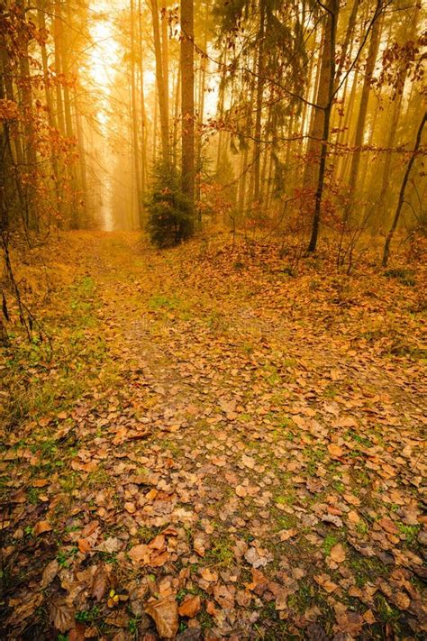 Pathway Through The Misty Autumn Forest Stock Image Image Of Fall