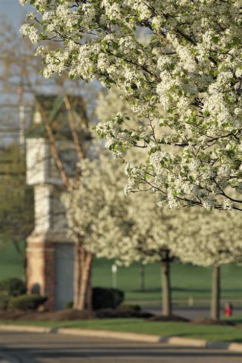 Some beautiful... - Plain Township, Ohio Community Page