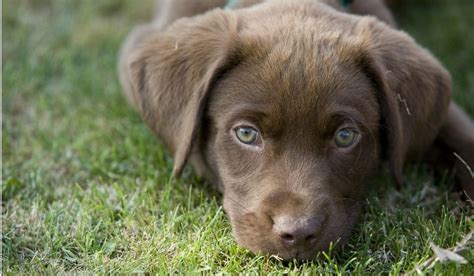 Chocolate Lab Rescue Puppies