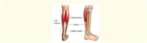 Learn vocabulary, terms and more with flashcards, games and other study tools. Musculature and Achilles tendon. | Download Scientific Diagram