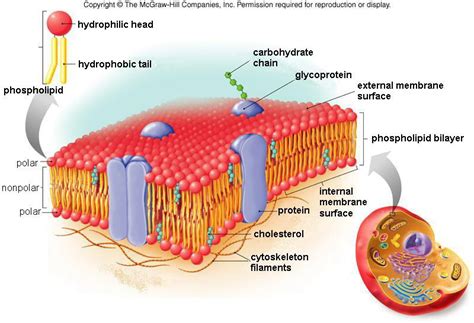 In the labeled animal cell diagram, it is nearly circular in shape and lacks outer cell wall; cell membrane diagram : Biological Science Picture ...