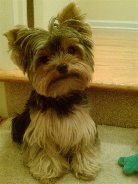 50 Damn Cute Yorkie Haircuts For Your Puppy 2023
