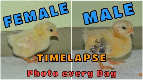 How To Tell Rooster From Hen Male And Female Chicks Growing Up