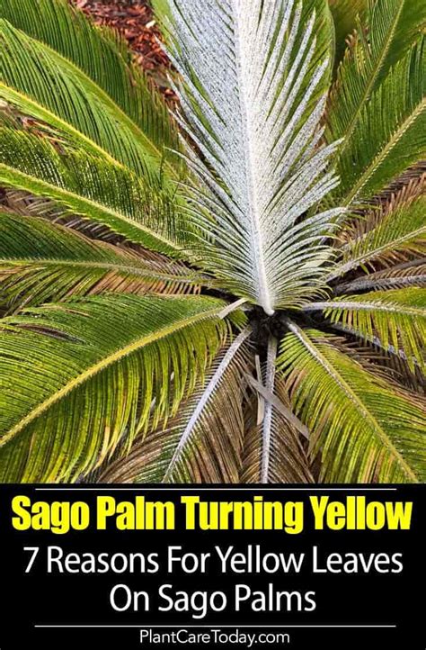 Because your plant was ok for two years before the yellow leaf events, something must have changed in the past year. Sago Palm Turning Yellow: 7 Reasons For Sago Palm Yellow ...