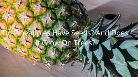 Do Pineapples Have Seeds And Does It Grow On Trees Foodsalternative