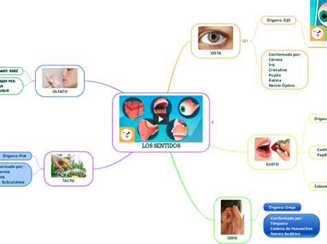 Los Sentidos Mind Map