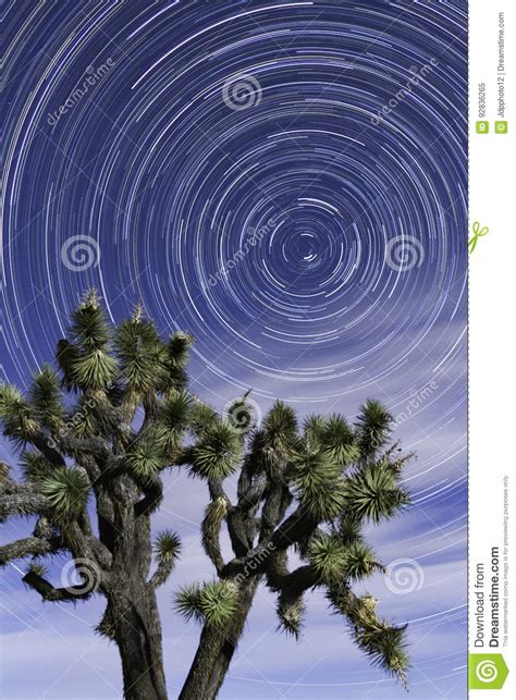 Star Trails Joshua Tree National Park Spring Stock Image Image Of