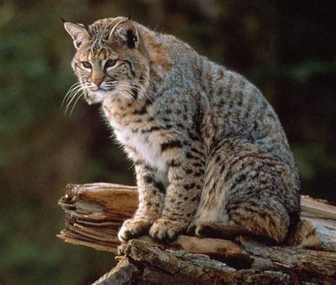 Are House Cats Related To The Bobcats Quora