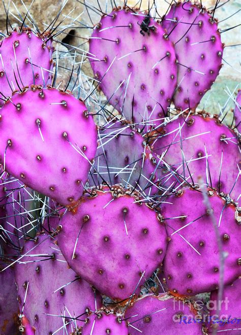 Prickly Pear Cactus Photograph By Ron Taylor Fine Art America