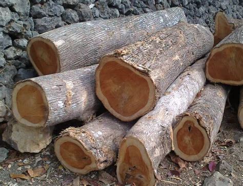 We did not find results for: Kayu Jati Dan Keunggulannya Yang Wajib Anda Ketahui