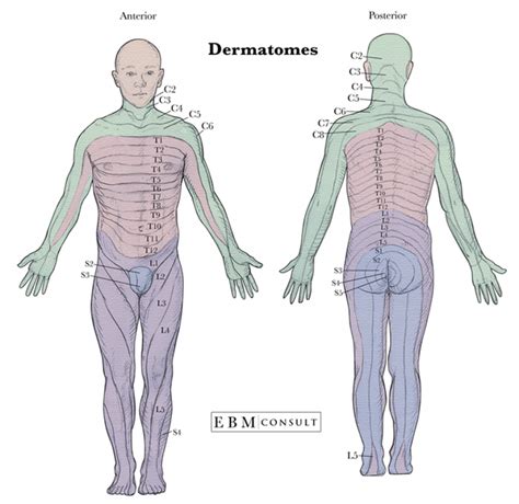 Geoff's anatomy let's play map achievement hunter. Printable Dermatome Map | Printable Maps
