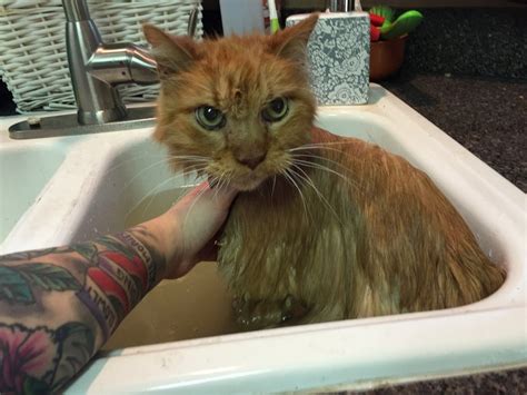 Putting your pet's age in human terms not only helps you empathize with your cat, it also show the importance of regular veterinary checkups. 20 Year Old Cat is So Happy to Be Given a Home, He Can't ...