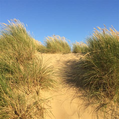 Some Of The Special Marram Grass That Grow In The Sands Dunes Of Camber