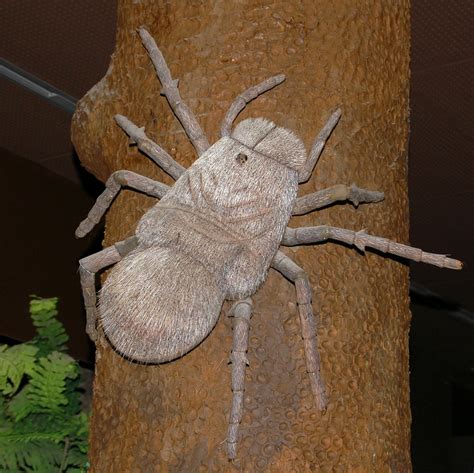 These are 2 of the biggest i've ever seen. Fichier:Outdated Megarachne.jpg — Wikipédia