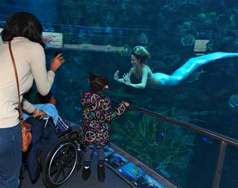 Aquarium Mermaid Swims And Educational Ocean Presentations Mermaids In