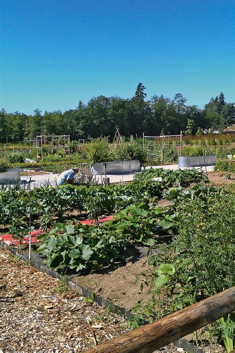 Here's how to get started. WSHG.NET | The New Victory Gardens | Featured, The Garden ...