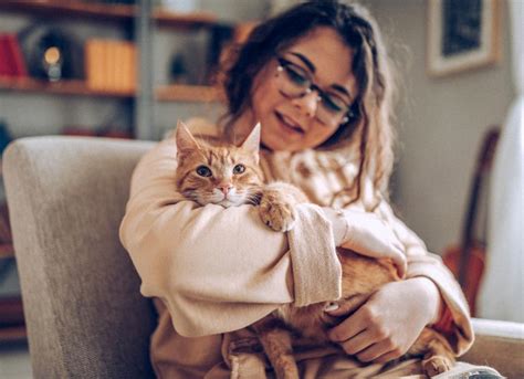 Should You Hug Cats Petmd
